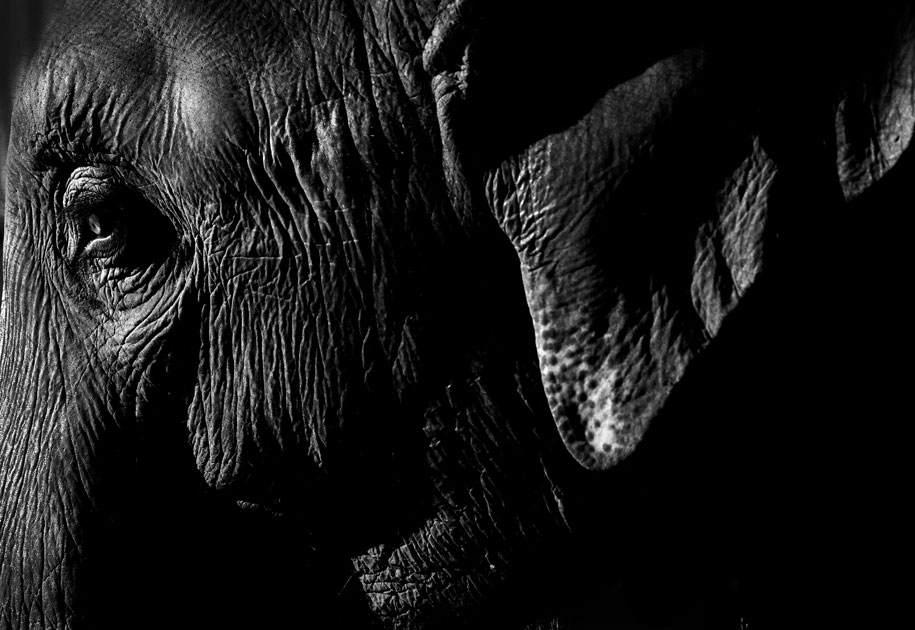 10_elephant.portrait.blackandwhite.profile.india.jpg